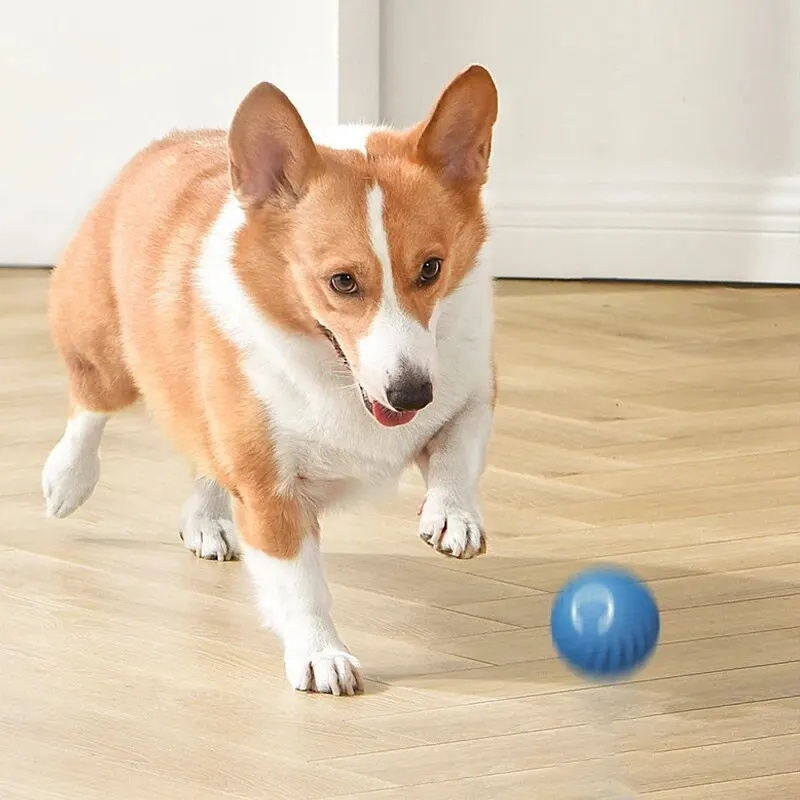 USB-oplaadbare automatische sp - Automatic Moving Dog Ball recensie en prijs