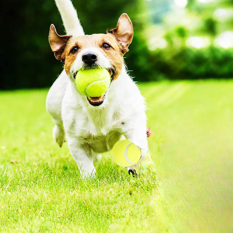 Interactief gestreept rubberen - Interactive Squeaky Plush Dog Toy recensie en prijs