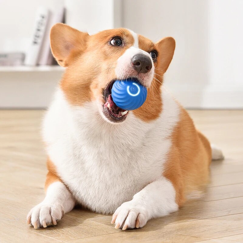 Hondenspeelgoed Intelligente z - Suction Cup Dog Tug Toy recensie en prijs